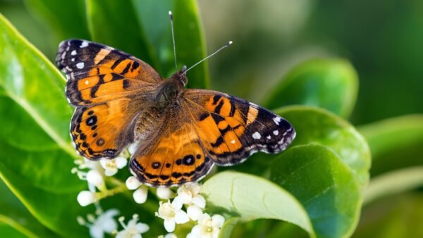 American Lady (Vanessa virginiensis) - Framed Entomology Specimen