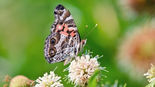 American Lady (Vanessa virginiensis) - Framed Entomology Specimen