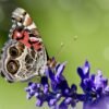 American Lady (Vanessa virginiensis) - Framed Entomology Specimen