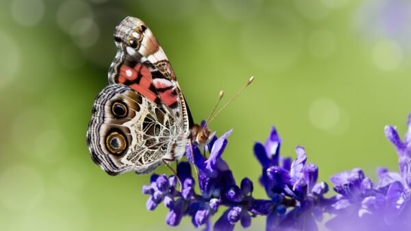 American Lady (Vanessa virginiensis) - Framed Entomology Specimen
