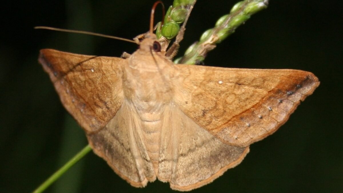 Yellow Mocis Moth (Mocis disseverans) - Framed Entomology Specimen – alternate view