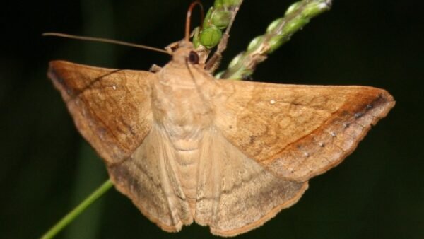 Yellow Mocis Moth (Mocis disseverans) - Framed Entomology Specimen