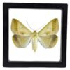 Yellow Mocis Moth (Mocis disseverans) - Framed Entomology Specimen