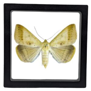 Yellow Mocis Moth (Mocis disseverans) - Framed Entomology Specimen
