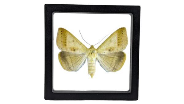 Yellow Mocis Moth (Mocis disseverans) - Framed Entomology Specimen