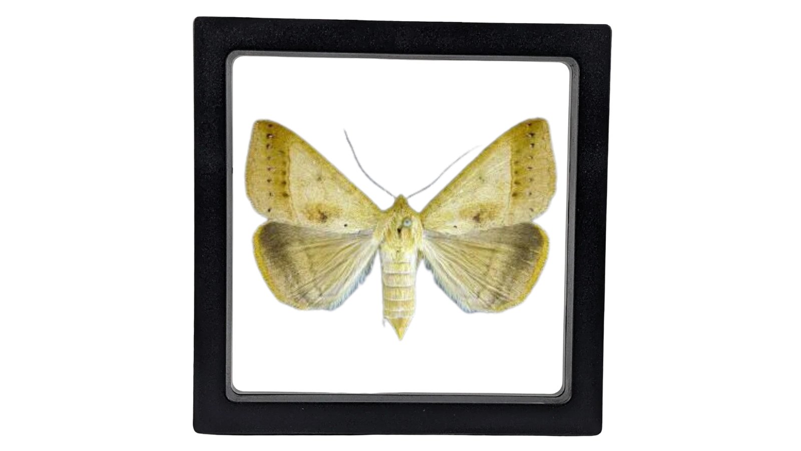 Yellow Mocis Moth (Mocis disseverans) - Framed Entomology Specimen