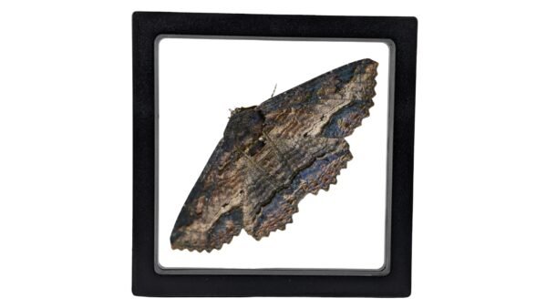 Zale lunata - FRAMER Lunate Zale Moth (Zale lunata) - Framed Entomology Specimen