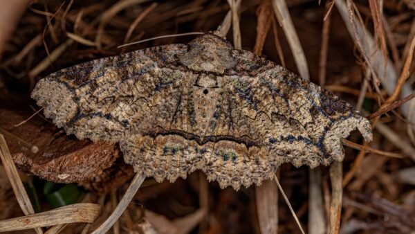 Zale lunata - IMG 1 Lunate Zale Moth (Zale lunata) - Framed Entomology Specimen