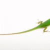 Green Anole (Anolis carolinensis)