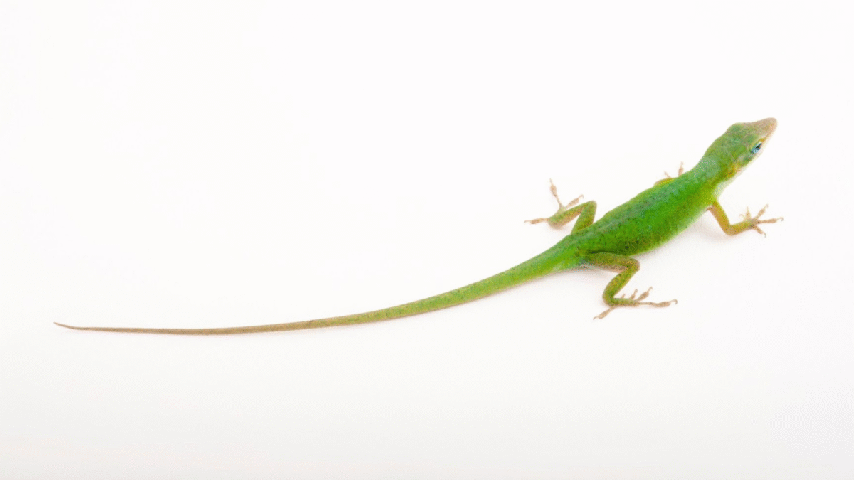 Green Anole (Anolis carolinensis) – alternate view