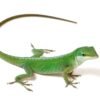 Green Anole (Anolis carolinensis)
