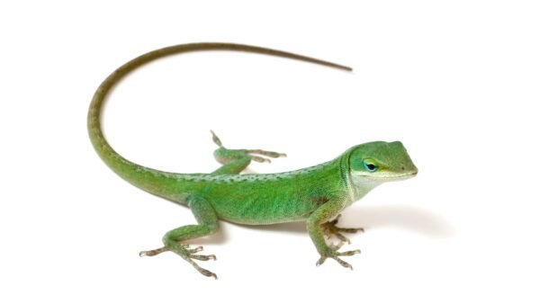Green Anole (Anolis carolinensis)
