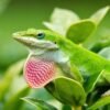 Green Anole (Anolis carolinensis)