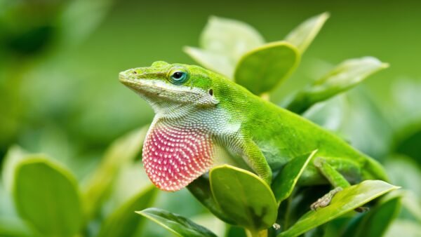Green Anole (Anolis carolinensis)