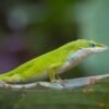 Green Anole (Anolis carolinensis)