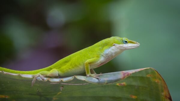 Green Anole (Anolis carolinensis)