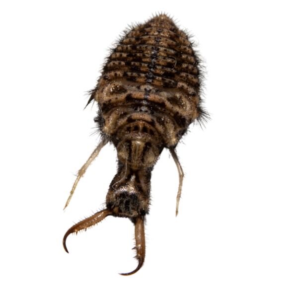 Cosmic Predator: Sandtrap Sentinel (Antlion)