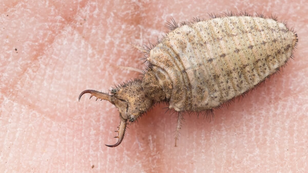 Cosmic Predator: Sandtrap Sentinel (Antlion) – alternate view