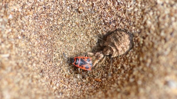 Cosmic Predator: Sandtrap Sentinel (Antlion)