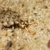 Cosmic Predator: Sandtrap Sentinel (Antlion)