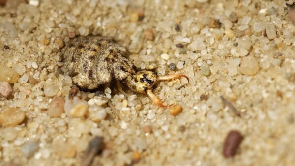 Cosmic Predator: Sandtrap Sentinel (Antlion)