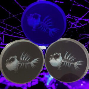 BioRelic Specimens - AbyssalBeaon-V0 BioRelic Specimen: Abyssal Beacon (Glowing Angler)