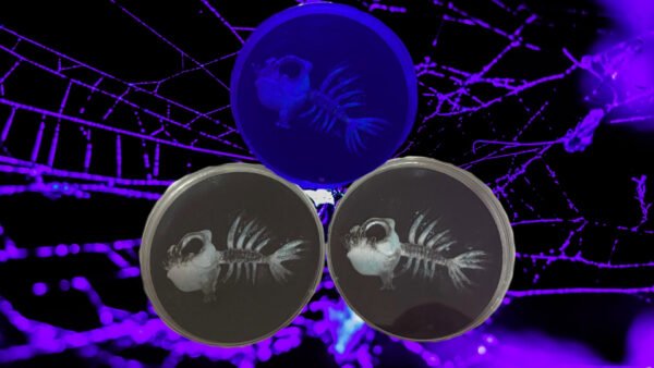 BioRelic Specimen: Abyssal Beacon (Glowing Angler)