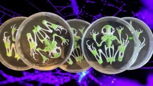 BioRelic Specimen: Amphibia-001 (Glowing Frog Skeleton)