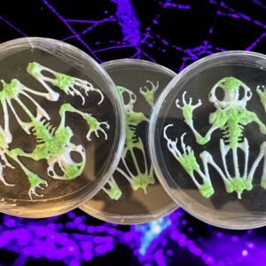 BioRelic Specimens - Amphibia-001 BioRelic Specimen: Amphibia-001 (Glowing Frog Skeleton)