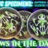BioRelic Specimen: Amphibia-001 (Glowing Frog Skeleton)