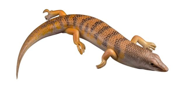 Egyptian Sandfish (Scincus Scincus)