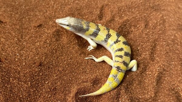 Egyptian Sandfish (Scincus Scincus)