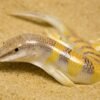 Egyptian Sandfish (Scincus Scincus)