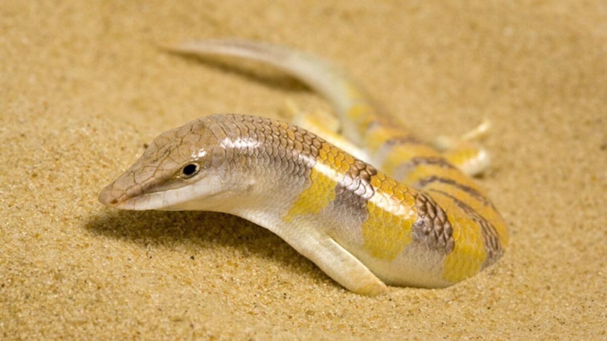 Egyptian Sandfish (Scincus Scincus) – alternate view