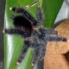 Guyana Pink Tarantula (Avicularia avicularia)