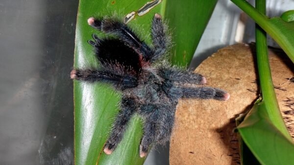 Guyana Pink Tarantula (Avicularia avicularia)