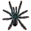 Guyana Pink Tarantula (Avicularia avicularia)