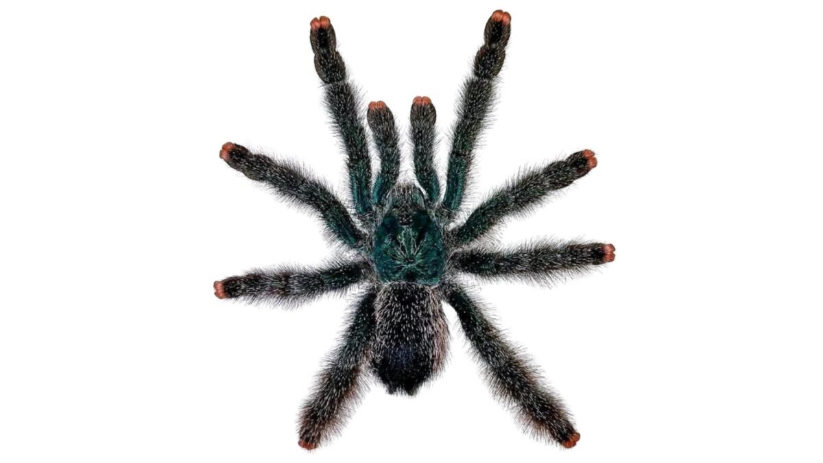 Guyana Pink Tarantula (Avicularia avicularia) – alternate view