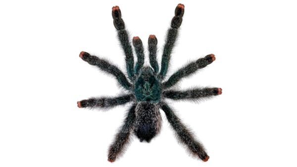 Guyana Pink Tarantula (Avicularia avicularia)