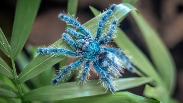 Guyana Pink Tarantula (Avicularia avicularia)
