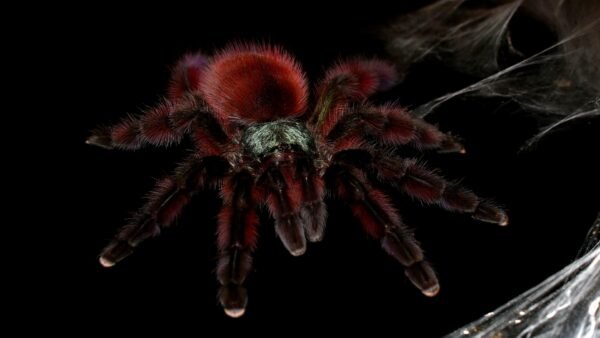 Guyana Pink Tarantula (Avicularia avicularia)