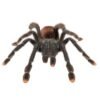 Guyana Pink Tarantula (Avicularia avicularia)