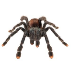 Guyana Pink Tarantula (Avicularia avicularia)