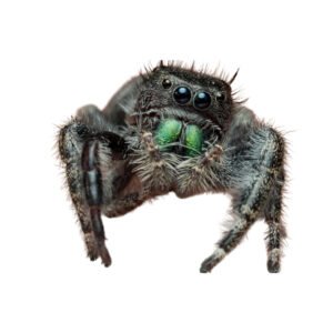 Jumping Spider (Phidippus spp.)