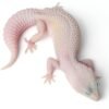 Leopard Gecko (Eublepharis macularius)