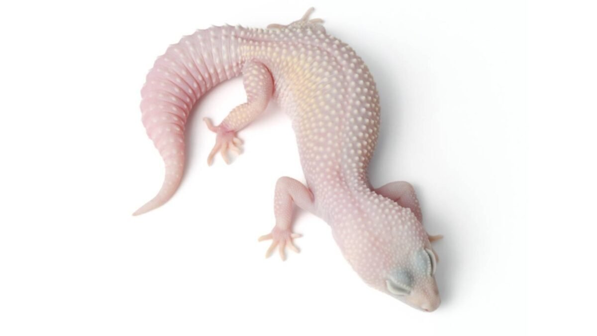 Leopard Gecko (Eublepharis macularius) – alternate view