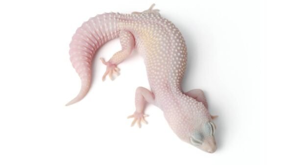 Leopard Gecko (Eublepharis macularius)