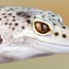Leopard Gecko (Eublepharis macularius)