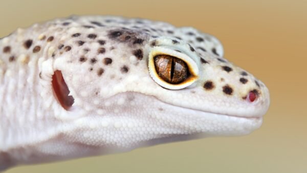 Leopard Gecko (Eublepharis macularius)
