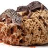 Leopard Gecko (Eublepharis macularius)